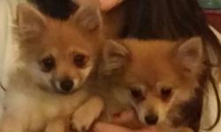 I have for sale 2 beautiful 4 month old Pomeranian. One is a boy and the other is a girl. They are healthy and ready to go to a new home. If your interested in buying them please leave me your number and where you are located. I'm looking to sell them