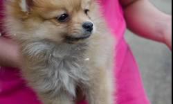 Pomeranian puppies for sale only 8 weeks old. Up-to-date on shots and de-wormed. They come with papers.
Pictures of parents also available. Puppies are extremely adorable and parents are beautiful as well.
Only 3 Females and 1 Male available. 1 Female