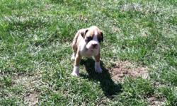 We are looking for a good home for our beautiful Boxer pups. Are you searching for that missing family member? Just need a loyal little buddy? We have three males and one female. There is one Brindle male, one black and tan male, one flashy fawn males and