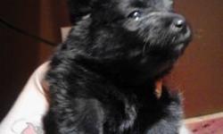 I have 2 puppies left. There is 1 girl and 1 boy left. girl is all black and the boy is all black. Both parents on site to meet=) great pets for a family with children. Ready to go home!!!! Pedigree papers with puppy along with vet examination. Please