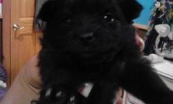 There is 1 girl left. girl is all black.Both parents on site to meet=) great pets for a family with children. Ready to go home!!!! Pedigree papers with puppy along with vet examination and first month deworming. Please feel free to email me at [email