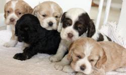 5 Adorable, ACA Registered COCKER SPANIEL Puppies
Born on April 4, Ready to go to their new home May 30
3 Males (2 Buff, 1 Chocolate/White), 2 Females (Black, Buff
Parents on Premises
ACA, Healthy, Pure Bred, Tails Docked, Dewormed,
First Shots will be