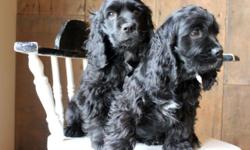 Adorable, ACA Registered COCKER SPANIEL Puppies
Born on September 6, Ready to go to their forever homes
1 Male, 1 Female
Parents on Premises
ACA, Pure Bred, Vet Checked, Tails Docked, Dewormed, First Shots
Family Raised in the country with our 3 kids.