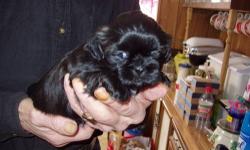 Shadow is a solid black pup. She will come with 1st immunizations, and de-worming. A small toy with mom and sibling?s scent and a small bag of puppy food will be provided to help with the transition. All of my puppies are very social, well adjusted, and
