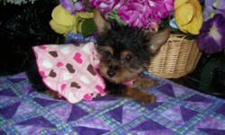 Adorable Teacup Yorkie, family raised, beautiful black & brown traditional colored coat, bright eyes, ears that stand erect, teddy bear face, and short little legs. Reduced from $1250 to $950, charting to be 3&1/2-4 lb. adult, has all 3 puppy shots, ready