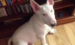 Adorable All White PURE BREED Bull Terrier, rambunctious, sly
eyes, stocky muscular build, now learning the ways
of the big city. Born December 12, 2013. Excellent Egg heads
with conformationally muscular build. Sired by
WENDIGO PHILGIN GAME OF THRONES --