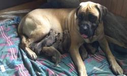 They are going fast!!! We have 2 female AKC English Mastiff puppies left. $1200.00 (limited registration). Taking deposits of $300.00. Parents on premises. All of our puppies are socialized, home raised, vet checked and 1st doses of immunizations/worming.