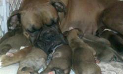 I have 5 beautiful female boxer babies whelped on 7/7/13. They will be ready for their forever homes on 9/1/13. There tails are docked and dew claws removed and they will have first shots and deworming. They will come with a puppy kit with everything