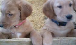I have golden retriever pups. They were born December 13th. They are AKC registered. Both parents are here on premises and were raised here on our dairy farm. The pups are being raised inside my home and are handled daily by our children. They are vet