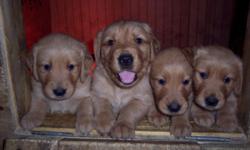 I have a wonderful litter of Golden Puppies, I was blessed with 6 males and 2 little girls. They range in color, light tan to dark tan. Very good temperament. I will not release them until they are 8 weeks. Perfect family dog, very loving and smart.