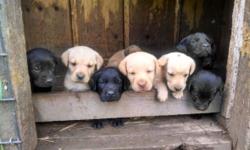 AKC lab puppies available. Will have first shots, vet check and dewormings. Have had dew claws removed and will come with a puppy booklet. We have blacks and yellows and both males and females. Parents on premises and both have OFA hips done. Pups very