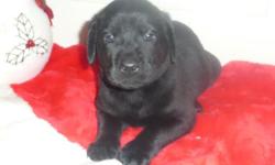 AKC Lab Puppies. Yellow or Black. Male and Female. Both parents are part of our family and live in our home. Our puppies are well socialized, are used to loud noises, being handled and being touched. They will be ready to go home with you for Christmas,