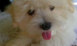 Perfectly adorable, pedigreed Maltese Puppies. The non-shedding hypoallergenic little canine companion! We have already registered the litter with AKC and each pup comes with AKC form and health/shot records in a puppy starter bag containing puppy food,