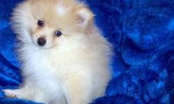 Cupid is a ball of love with lots of puppy energy! He is an orange AKC Pomeranian with white markings. His coat will most likely darken to the color of his ears as he gets older. Cupid has been seen by a licensed veterinarian at Barre Animal Hospital and