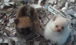I have 2 very nice quality Pomeranian puppies that will be ready to go on 07-07-13. At that time they will be 8 weeks old. They come from a long line of quality breeding. A deposit will hold a puppy until they are ready to go. The cream is a female. The