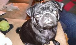 Adorable AKC Fawn Male Pug Puppy available for adoption. Comes with first set of shots, dewormed, and one month of heartworm and parasite prevention. Born on 11/29/2012 and he is now 10 weeks old. Mom and Dad are on site. Please feel free to contact for