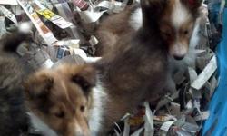 I have 2 male sheltie puppies available born on 02-02-13. They are ready to go to their new homes. They have been vet checked, dewormed and have their first set of puppy vaccinations. All puppies come with a health certificate from the vet and a written