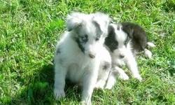 We have 7 Addorable AKC Sheltie Puppies available. 5 Bi-blacks, and 2 Bi-blues. These puppies were whelped on 06-18-13 and will be ready to go on 08-13-13. We are currently taking deposits on these. They have already been vet checked, dewormed and have
