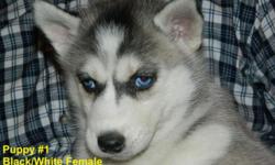 8 Beautiful Siberian Husky Puppies
6 Females/2 Males
Parents are on site and were raised in our home.
Puppies will receive first set of shots and health certificate.
Puppies will be ready for their new loving homes on April 20th.
Call/Text: 585-773-0100