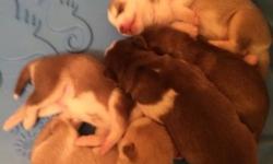 Brown's Kennels is pleased to announce our new litter! Whelped on 8/4/2014. They will be ready for their furever homes on 9/29/2014. All our puppies are AKC registered, up to date on all vaccines and veterinary care and come with a puppy care pack. Our