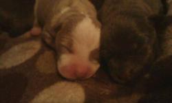 American Rednose Pitbull/ Razors edge blue nose pups for sale born Dec. 14 serious inquires only. First come first serve. Putting the word out there now will not sale till 8 weeks old. serious inquires can contact me at (718)709-6397. Thanks for you time.