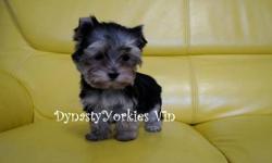 Meet Tiny Vin! This super funny, cute and adorable baby boy yorkie is looking for his forever parents. He is only 1.6lbs at 10 weeks of age. He has a tedybear face, super short legs, short muzzle, tiny ears, amazing coat and personality plus. Vin is not a