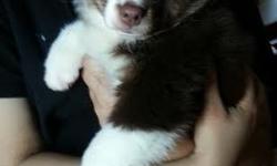 Adorable & flashy Australian Shepherd puppies usually available. Top AKC champion bloodlines. We should have show, performance & pet/companion puppies. Check with us for availability. All pups will be AKC/ASCA registered. All puppies come with an
