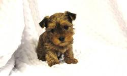 Meet baby boy Khronk! This adorable gold yorkie is ready to meet his forever family. He is up to date on vaccination and checked by a Veterinarian DR who gave him the good to go approval. This boy is super playful and funny. He comes to you with a Vet