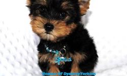 Meet Romeo! This baby boy Yorkie is pure love. He is super sweet. I call him my love bug. Romeo is available now. He comes to you with a 1 year health guarantee, up to date on vaccinations according to his age, Neuter contract and more. Romeo is a full