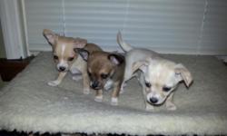 8 week old Chihuahua puppies. All females, ready just in time for Christmas!!! They all come with first shots, wormed, and vet checked!
1 Light Dapple, or Hidden Merle, White and Cream colored.
1 Brown and White w/some black accents.
1 Very small Tan and