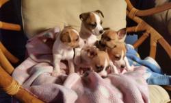 These are the real thing.....Mom and Dad are here...2 little Girls on pink blanket, 3 little Boys on blue blanket .....All have had 1st puppy shots /wormed....Tails Docked.......these babies have been family raised, love to be held and cuddled. Very