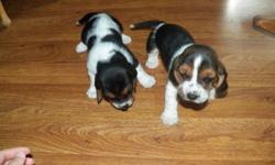 We have 5 females, 2 Lemon and white(pic 4), 2 Black and white w/brown markings(pic 3) and 1 black and brown w/white markings. 3 Males, 1 black and brown w/white markings (pic 2) and 2 black and white w/ brown markings(pic 1)
All pups will be well