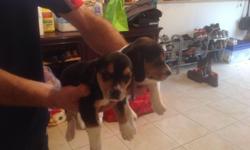 Black and brown beagle puppies for sale. Great pets or hunting dogs. Won't last- call fast