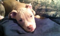 Beautiful blue fawn pit bull, great with kids, dogs and cats. Up to date on shots and deworming. Very playful. The price is negotiable!