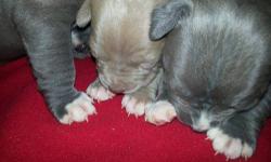 I have 8 Pure bread Blue Nose/Blue Fawn puppies for sale. 6 Girls and 2 Boys! They were born on January 8, 2013. They will be ready before March 1st. Both parents are on premises. Puppies will come without papers as we are not breeders. Please contact me