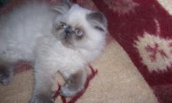 Playful, adorable blue point male Himalayan Persian kitten. Very well socialized. CFA registered. Grand Champion lines
VET CHECKED, health guarantee, PKD negative. Ready to go to his new home.