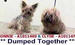 BONNIE & CLYDE are 2 little Yorkies dumped together @ the Manhattan High-Kill Shelter. Bonnie, the boy, is 12 years old & Clyde, his little lady, is 10. Both are absolutely adorable. Can we save them together too perhaps? Each other is all they have left