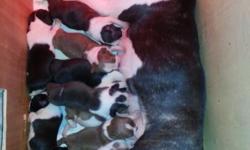 Adorable Boston Terrier Puppies born on March 7, 2014 for sale. There were 8 males and 2 females and all are happy and healthy. Three of the babies already have homes but there are still brown an d white or black and white to pick from. This litter of 10
