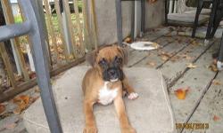 AKC registered Boxer puppies. Born August 11, 2013. ( 8 weeks old) 3 female and 1 male puppies. Parents on premises. All puppies are fawn with dark masks. Thanks, (845) 632 - 3315.