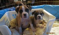 I have 1 male boxer puppy.Born jan.1 All flashy fawn. AKC registerable. He has his tail docked, dew claws removed and is dewormed. I have both parents. Mom is dark mask 65 lbs. and dad is flashy fawn 75lbs. He is very sweet and affectionate. He is raised