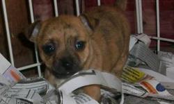 "Jamacia" is an adorable brindle Chi pup who was born & is being raised in my country kitchen at arms length, to recieve all the love & care she needs to become a wonderful dog. Her mom is a fawn 7 lb great little dog, who welcomes everyone at the door,