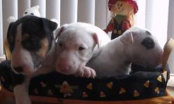We have adorable bull terrier puppys.. Puppys will not be ready to go until they are 8 weeks of age ..They will come with shots and wormed they will be on the small size since both parents were 35-45 pounds ..Parents were both family own dogs with great