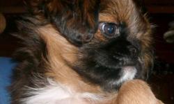 "Carley" is a red Brussels Griffon little girl. She is what you would call a "tweenie", which means she's not a full rough coat. She has a smooth face & a full coat......She's fluffy, sweet, playful & very socialized with people & other dogs. She is
