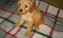 Adorable Cavapoo puppies born June 27, ready at 8 weeks, wormed and with first shots, three little boys and one darling little girl. Puppies are apricot and honey color, with wavy coats, natural tails and soft eyes to melt your heart. Very, very cute!