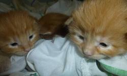 CFA registered, healthy, socialized, beautiful 2 weeks old maine coon kittens for sale- 1 red male and 2 red females.
Parents are CFA Champions! We are in NYC. All kittens will be for sale as pets only and will go to new home at 10-12 weeks old when they