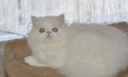 Blue Eyed White Female Persian Kitten. CFA Cat Fancier Association registered. He is 4 months old. Grand Champion lines from both parents' side. He is fully vaccinated and litter box trained. Both his parents are feline leukemia and HIV negative and they