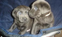These cute babies were born on Nov. 26th. They will be ready for pickup anytime after Jan. 21st, 2015. Price includes limited registration (family pet only), wormings at 2-4-6-8 wks, 6- week vet check and 1st vaccinations, AKC paperwork and records,