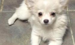 Born 10-25-2014
UTD on shots and worming
Sweet little boy, super cuddly!
Light Cream/off white! Medium plush coat, will not be over 5lbs!
My preferred method of contact is text (910)233-2709
This ad was posted with the eBay Classifieds mobile app.