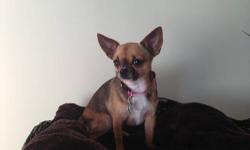 Stella is the sweetest little dog that one can have..She loves affection and she shows so much affection..Her favorite things to do is to sleep on your lap :) she is wee wee pad trained, all her shots are up to date. She is about 2 yrs old.She is very