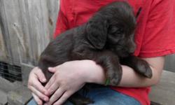 adorable ckc registered labradoodle puppies 1st generation
willing to deliver
visit us here for more info and pictures:
http://furrypups.weebly.com/
used to live in upstate NY and NJ so we are willing to deliver from nc because we are going to visit